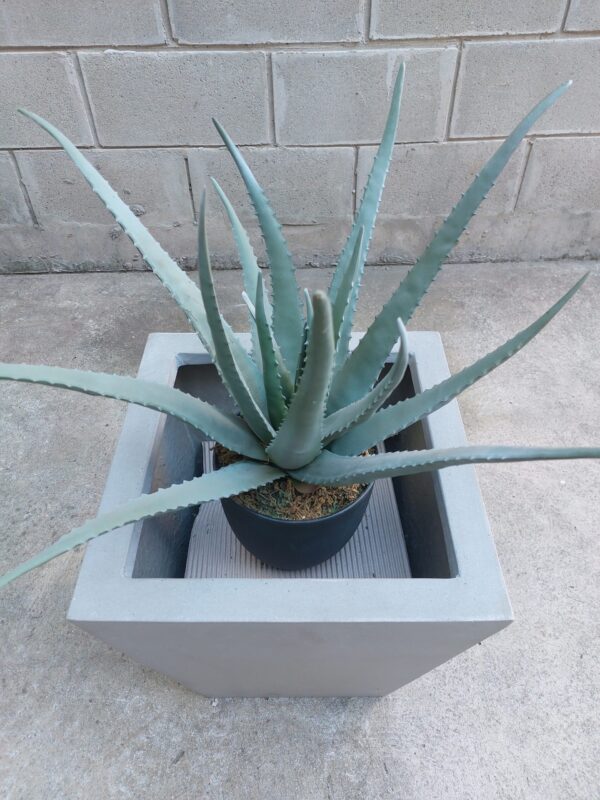 Aloe