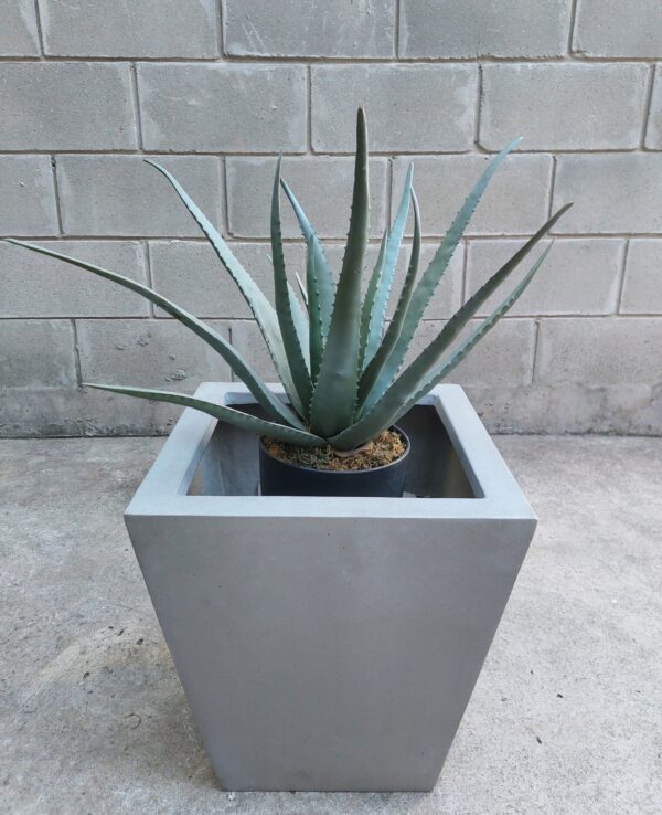 Aloe